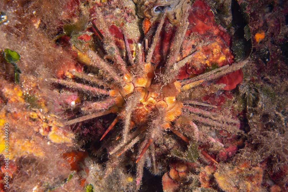 Red lance urchin, Small lance sea urchin, Stylocidaris affinis.Sea-urchin	
