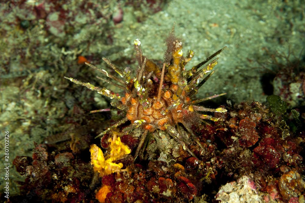 Red lance urchin, Small lance sea urchin, Stylocidaris affinis