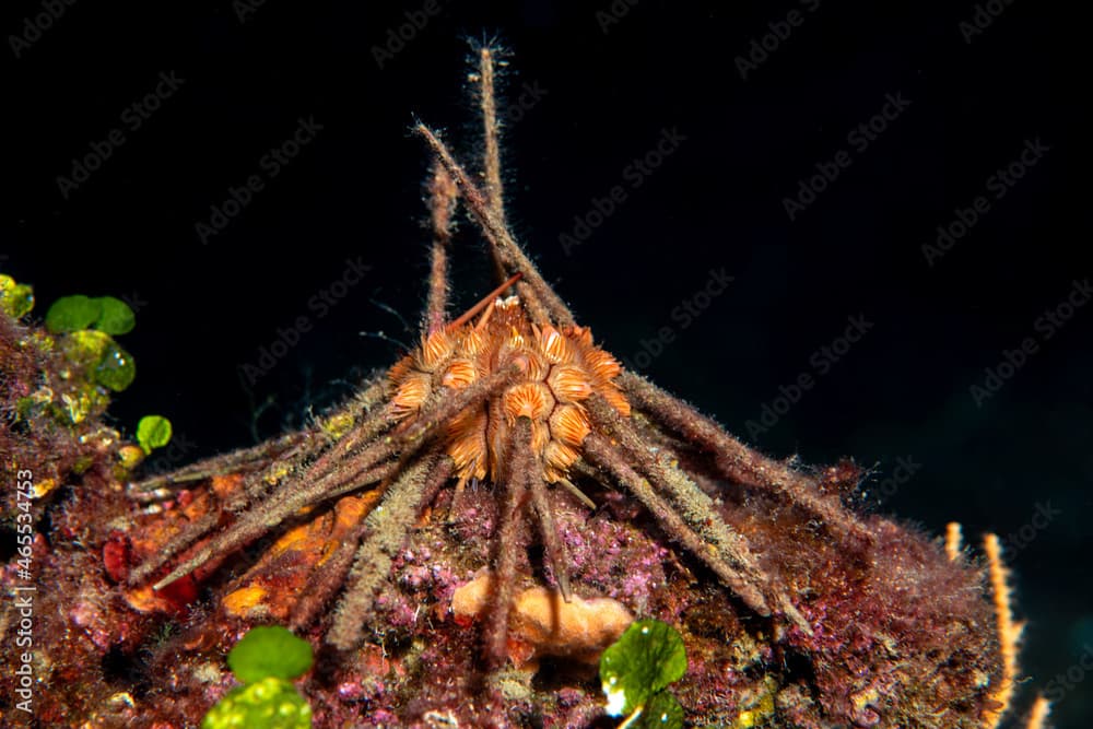 Red lance urchin, Small lance sea urchin, Stylocidaris affinis.Sea-urchin
