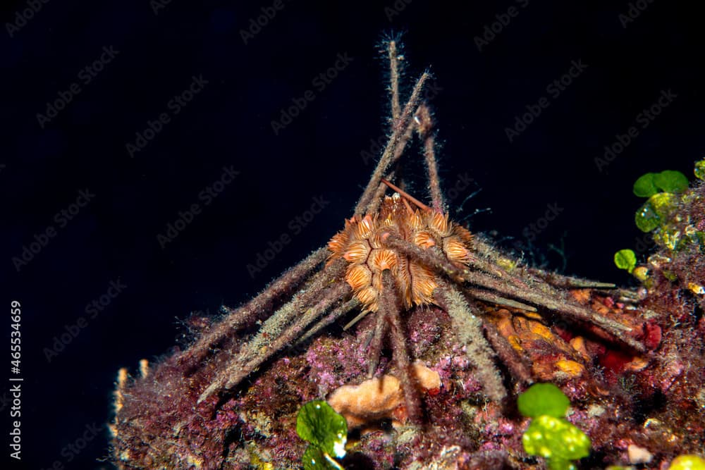 Red lance urchin, Small lance sea urchin, Stylocidaris affinis.Sea-urchin
