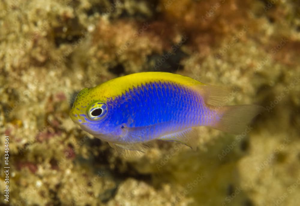 Yellowfin demoiselle, Chrysiptera flavipinnis, Raja Ampat Indonesia