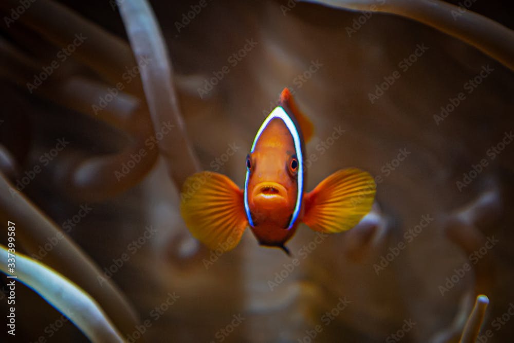 Glühkohlen-Anemonenfisch, Amphiprion ephippium, Nemo