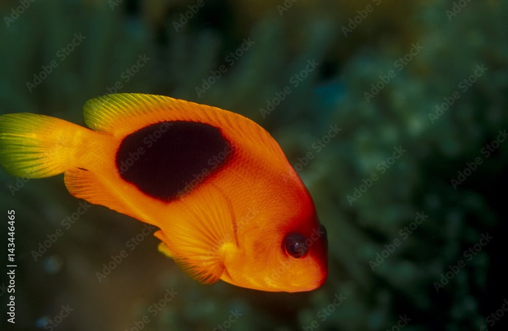 Red saddleback anemonefish, Amphiprion ephippium, Similan Islands Thailand.
