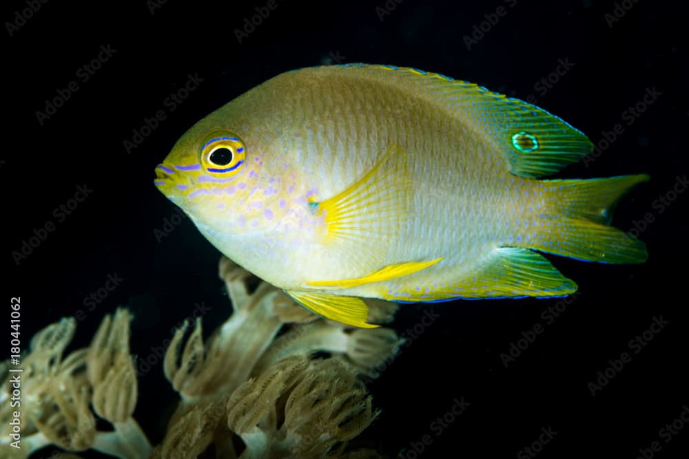 juvenile wedgespot damsel damselfish