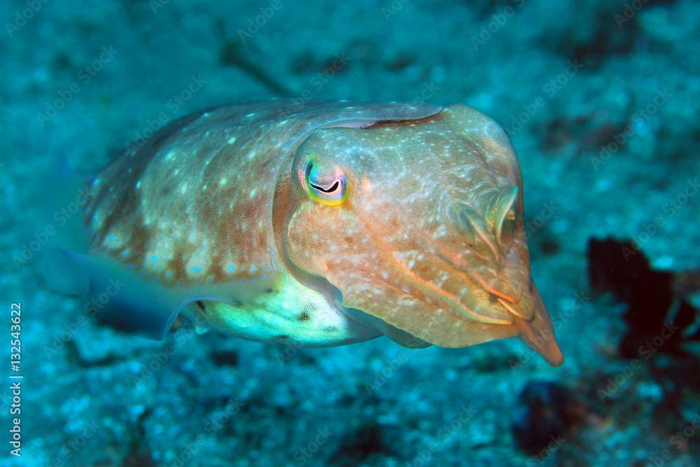 Broadclub Cuttlefish (Sepia Latimanus). Padang Bai, Bali, Indonesia