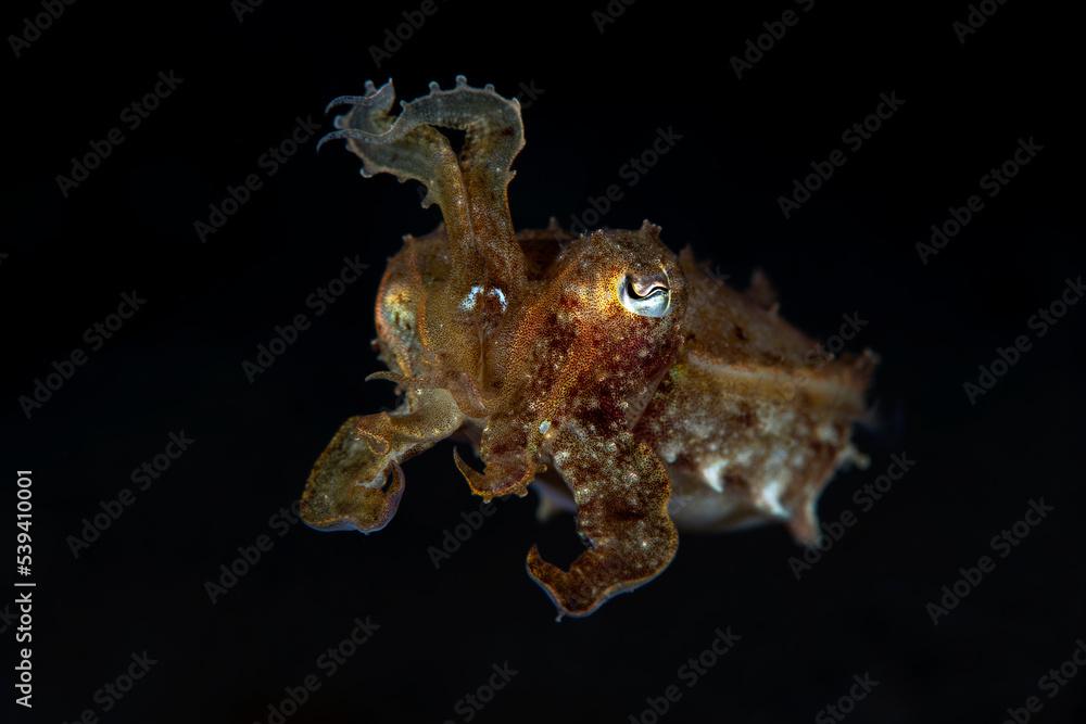 A baby Broadclub Cuttlefish - Sepia latimanus swims in the open water. Sea life of Tulamben, Bali, Indonesia.