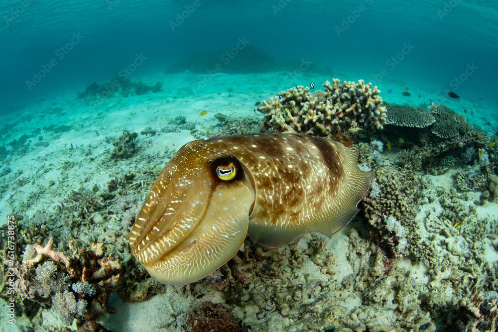 A Broadclub cuttlefish, Sepia latimanus, hovers over a shallow coral reef in Komodo National Park, Indonesia. These masters of camouflage are common on reefs throughout the Indo-Pacific region.