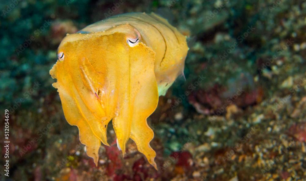 Cuttlefish, Broaoclub Cuttlefish, Sepia latimanus, Lembeh, North Sulawesi, Indonesia, Asia