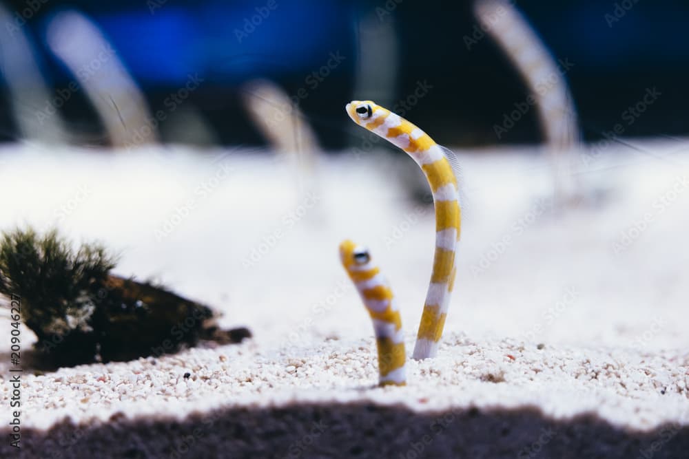 Splendid garden eels are shed from sand