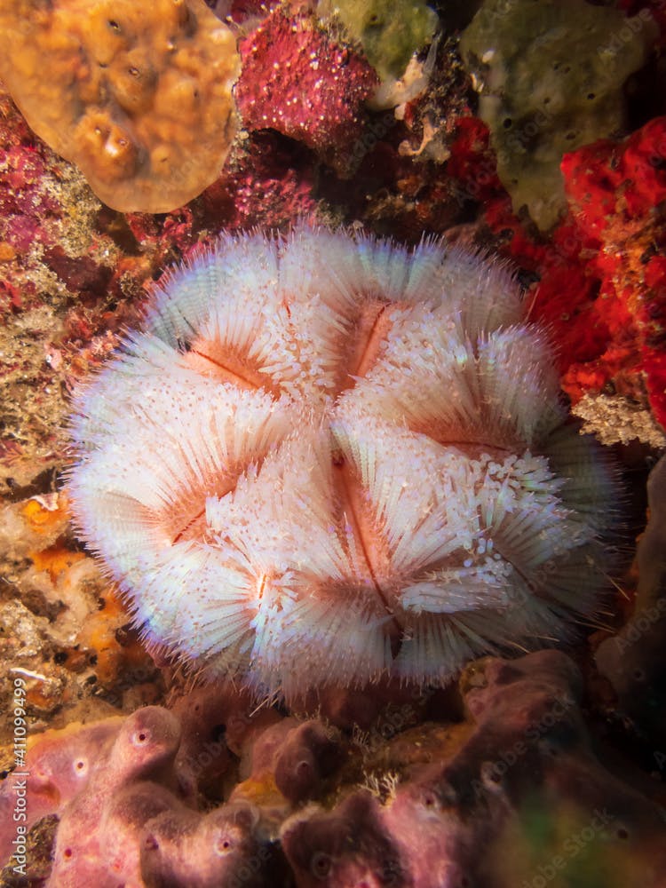 Magnificent fire urchin (Asthenosoma ijimai) near Anilao, Batangas, Luzon, Philippines.  Underwater photography and travel.