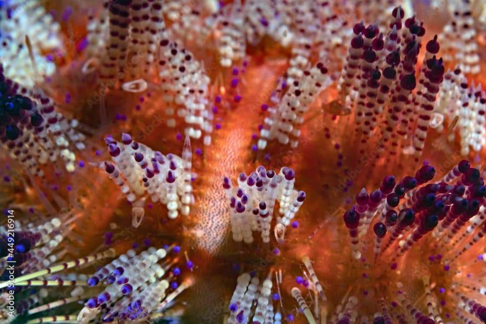 Toxic Ijima's Sea Urchin (Asthenosoma ijimai)