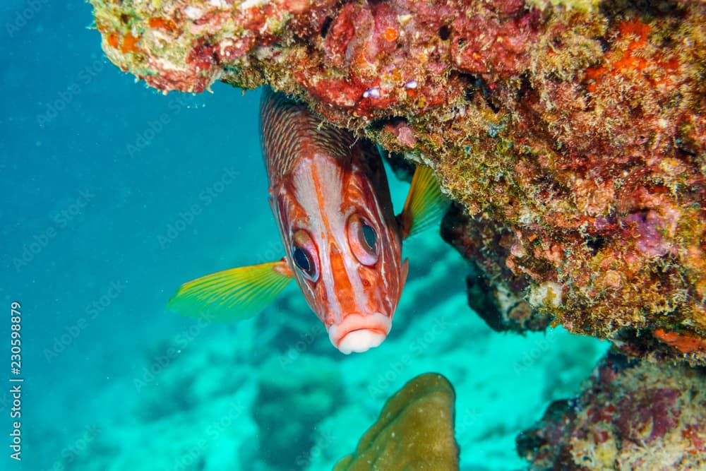 Fish-squirrel (Sargocentron spiniferum)coral reef Maldives.