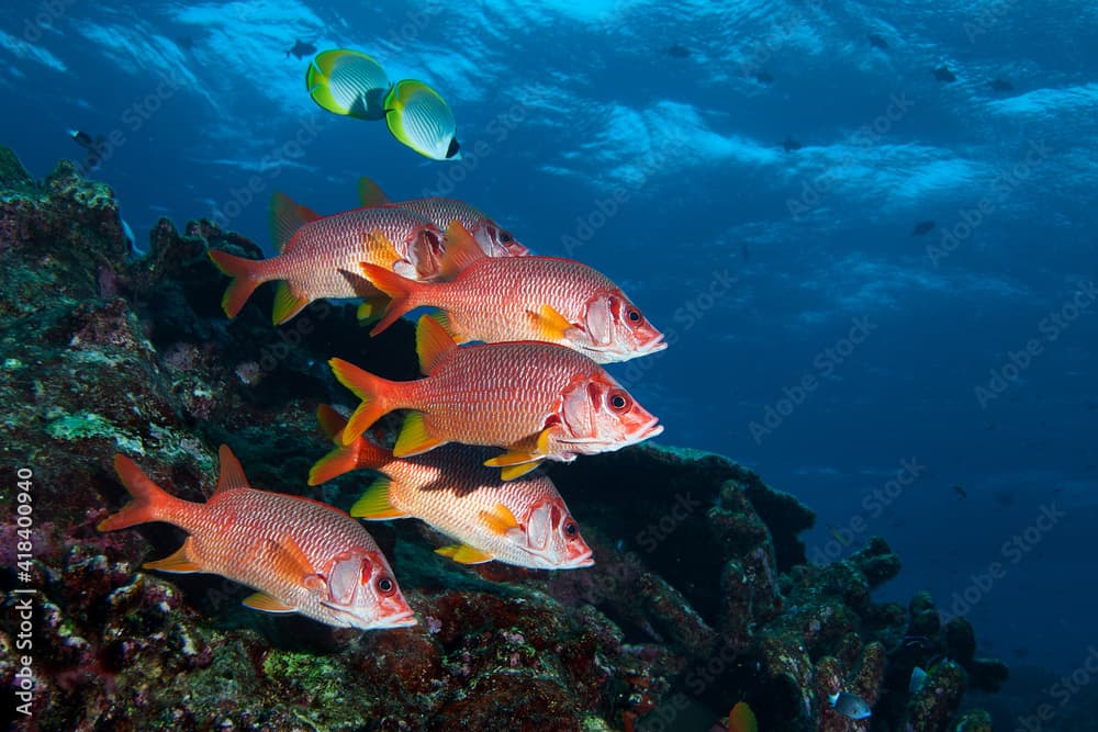 School of long-jawed squirrelfish (sargocentron spiniferum) hovering over the reef in Layang Layang, Malaysia