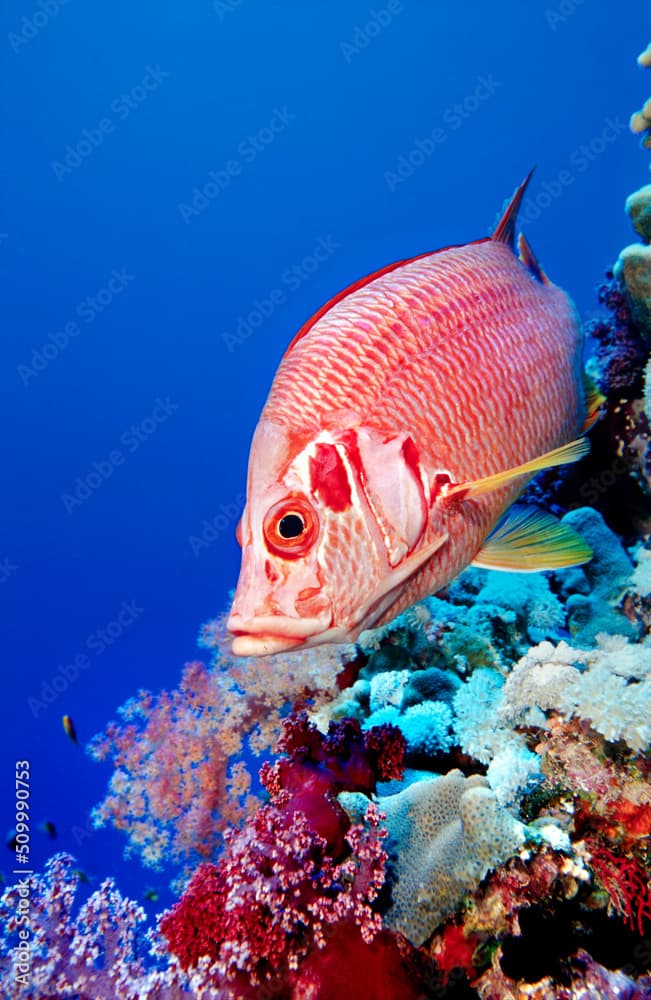 Giant squirrelfish, Sargocentron spiniferum, Brothers Islands, Red Sea, Egypt