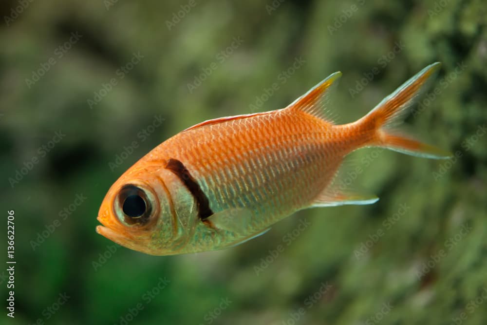 Doubletooth soldierfish (Myripristis hexagona).