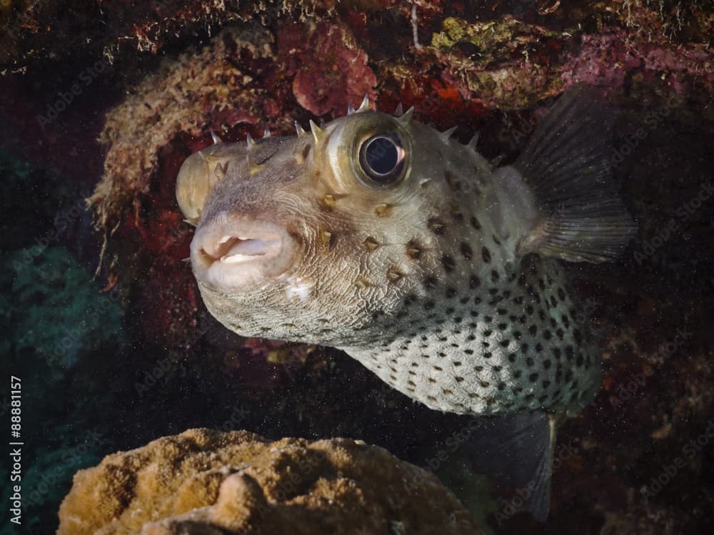 Yellow spotted burrfish, Gelbflecken-Igelfisch (Cyclichthys spilostylus)