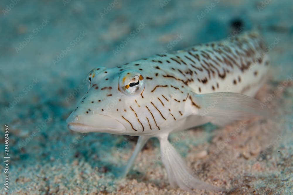 Parapercis hexophtalma, the speckled sandperch