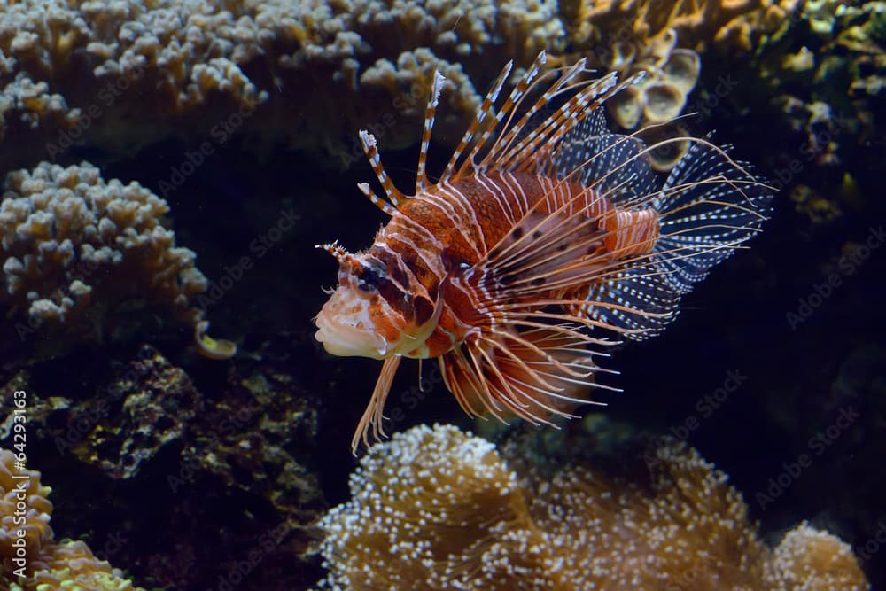 Giant red rockfish (Scorpaena scrofa) in captivity