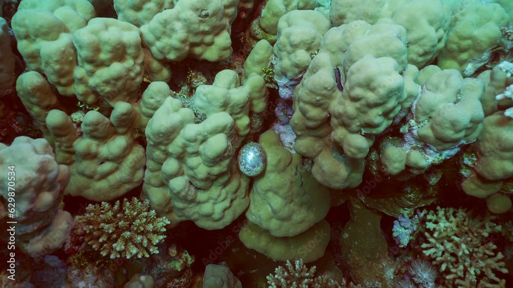 Unicellular organisms Bubble algae, Sea grape, Sailor's eyeballs (Valonia ventricos) on hand corals, Red sea, Safaga, Egypt