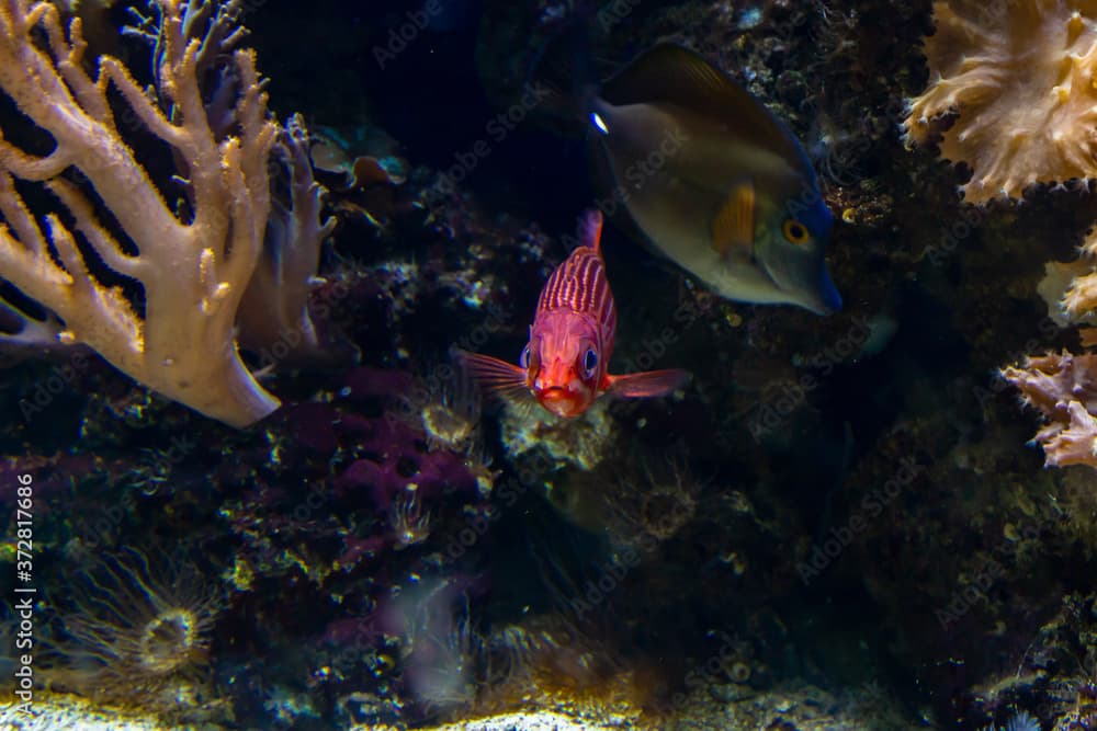 Closeup shot of a pink long-spined squirrelfish with silver stripes