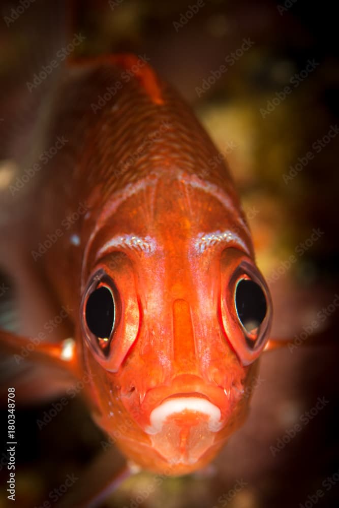 pink squirrelfish looking at you