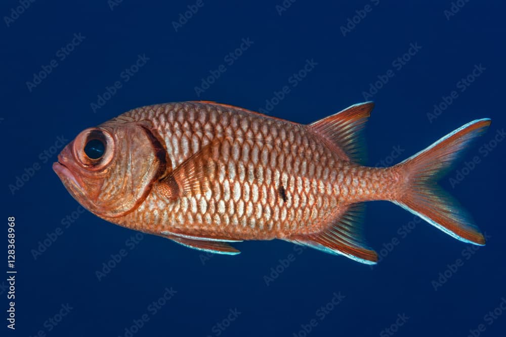 Soldierfish profile portrait