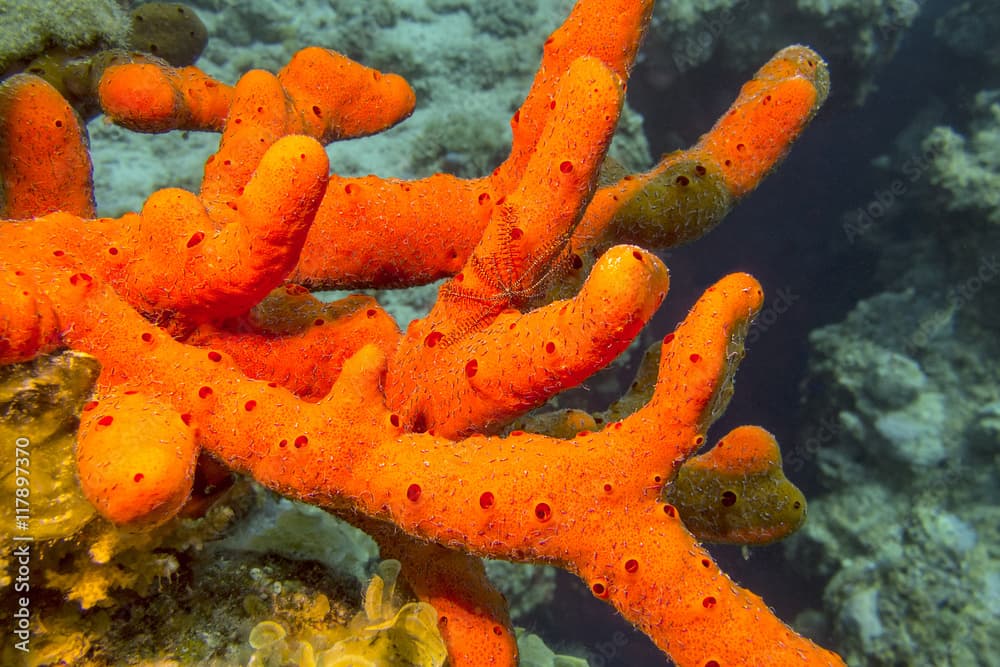 Sea sponge with brittle starfish , underwater