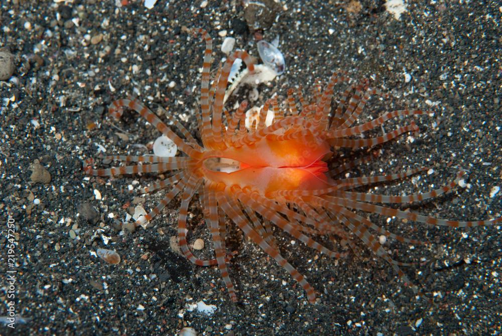 Limaria fragilis - Fragile file clam