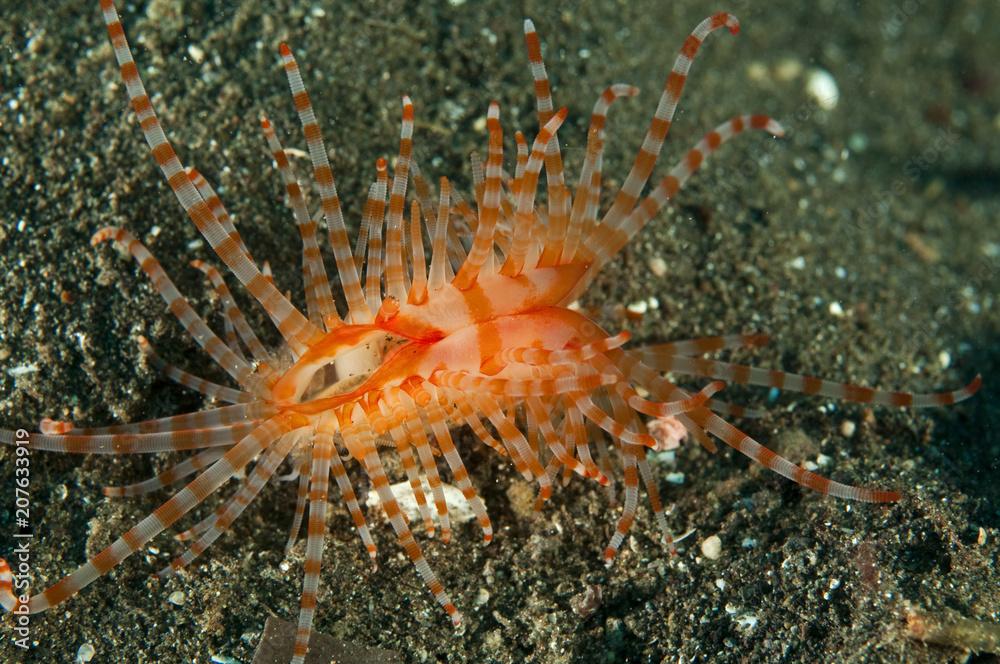 Fragile fileclam, Limaria fragilis, Sulawesi Indonesia.