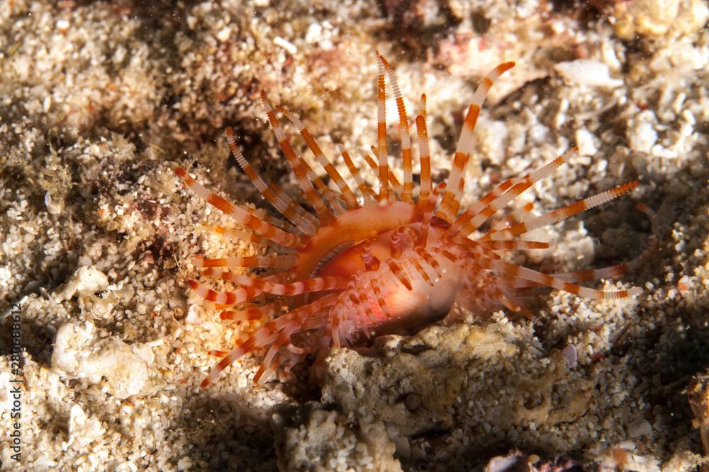 Limaria fragilis, the fragile file clam