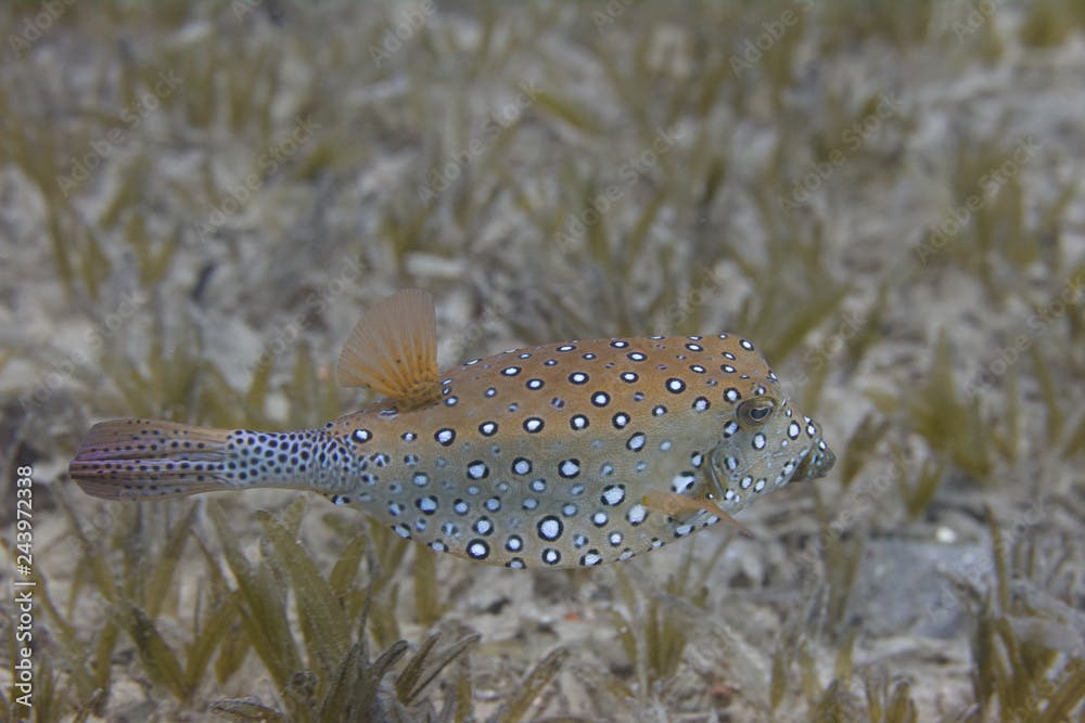 Bluetail Trunkfish in Red Sea