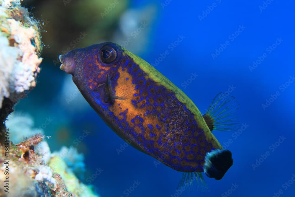 Bluetail trunkfish