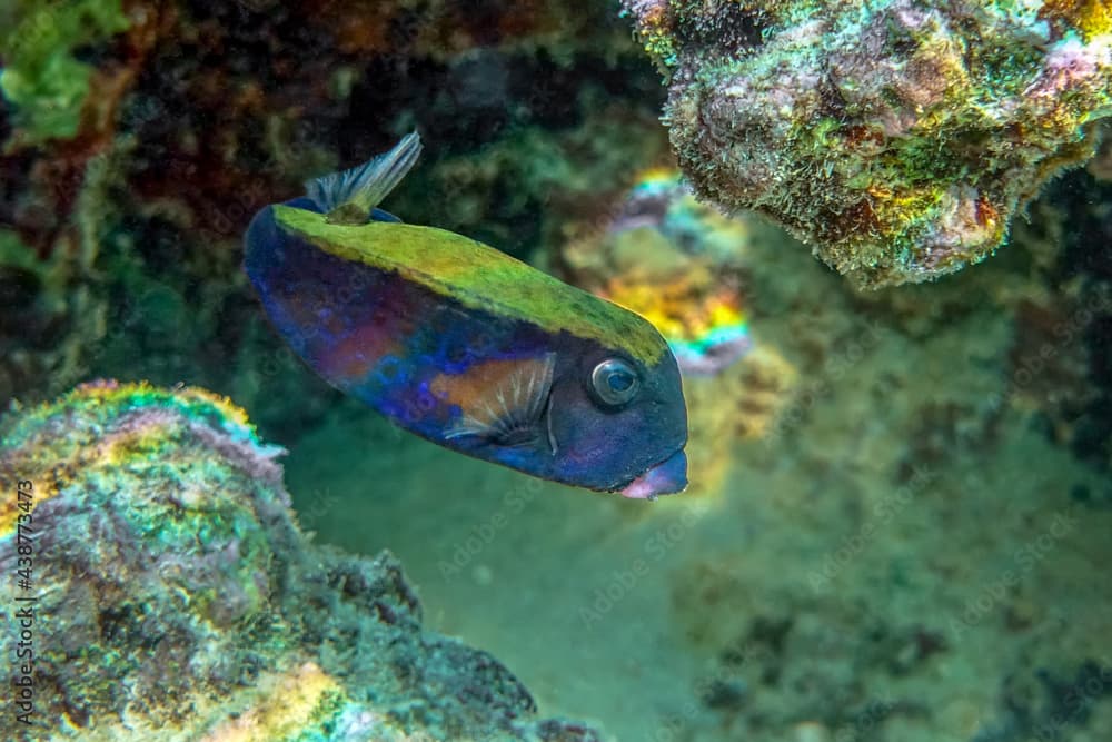 Coral fish - Bluetail trunkfish - Ostracion cyanurus in the tropical Red Sea - Collage set.