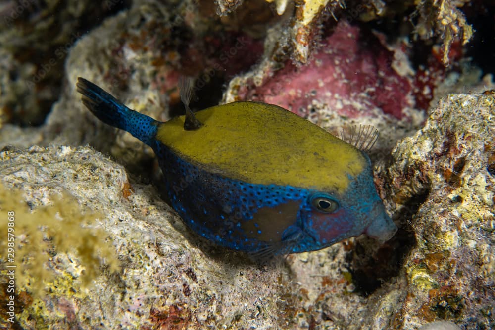 Arabian Boxfish, Ostracion cyanurus closeup