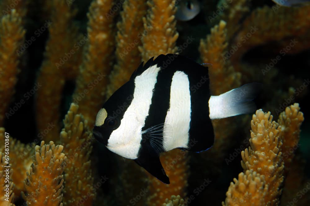 Whitetail Dascyllus (Dascyllus aruanus, aka Humbug Damselfish, Three Stripe Damsel). Triton Bay, West Papua, Indonesia