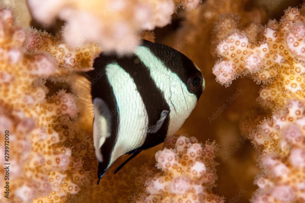 Dascyllus aruanus, known commonly as the whitetail dascyllus or humbug damselfish