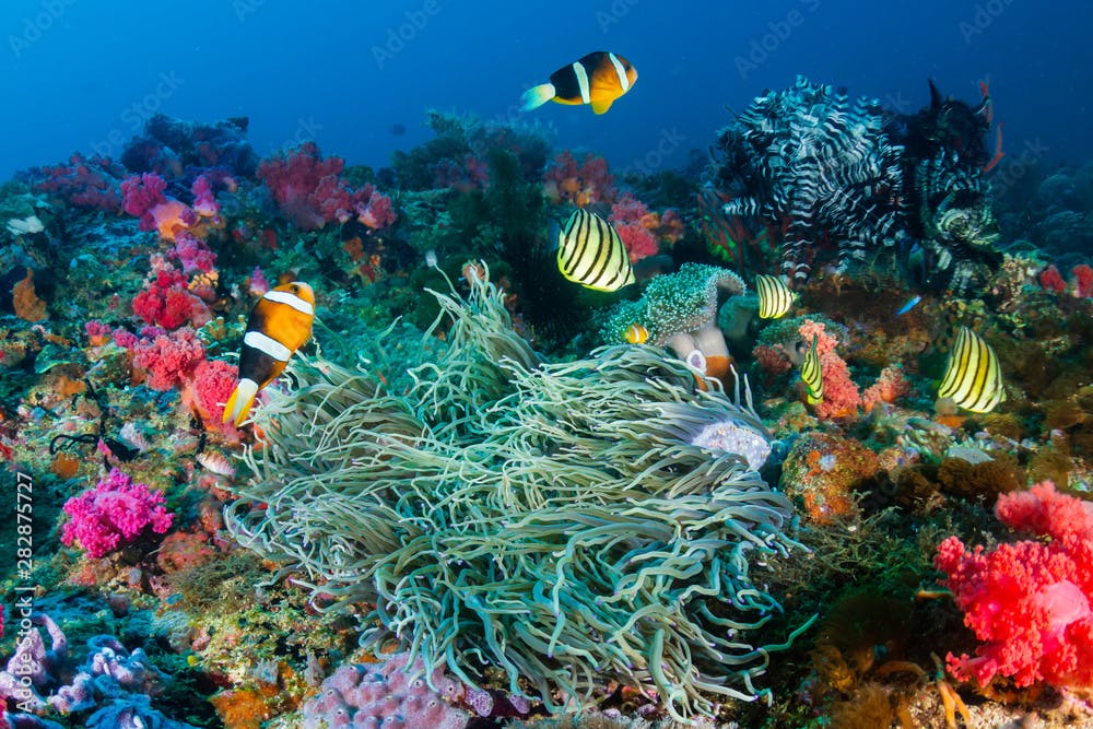 Banded Clownfish on a colorful tropical coral reef