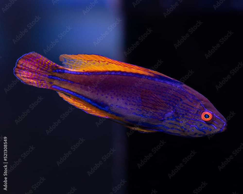 The Lineatus Fairy Wrasse male, Cirrhilabrus lineatus