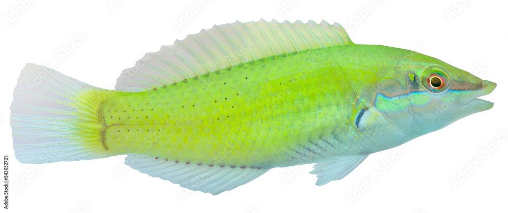 Green Wrasse. Halichoeres chloropterus. PNG masked background.
