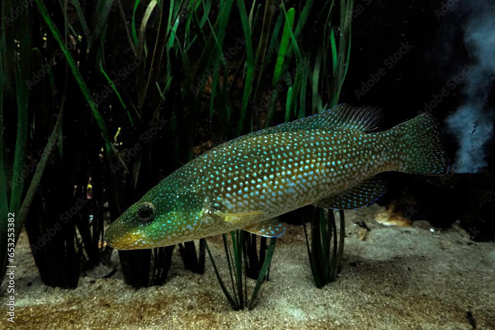 green wrasse underwater The pastel-green wrasse, Halichoeres chloropterus in adriatic sea croatia