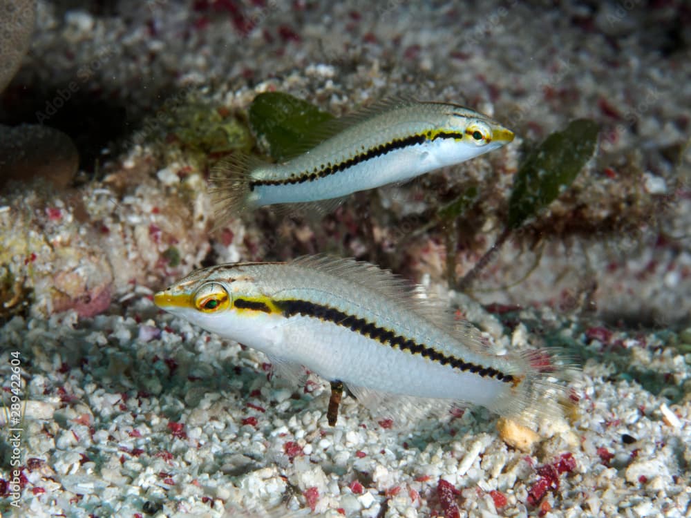 Zigzag wrasse