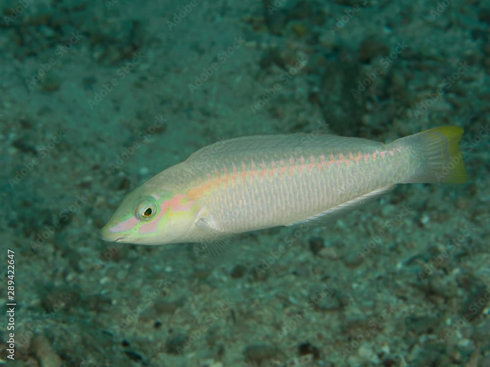 Zigzag wrasse