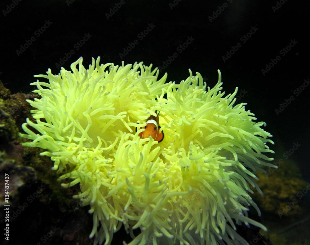  clown fish (Amphiprion ocellaris) is hiding from predators in their sea anemones (Heteractis malu)