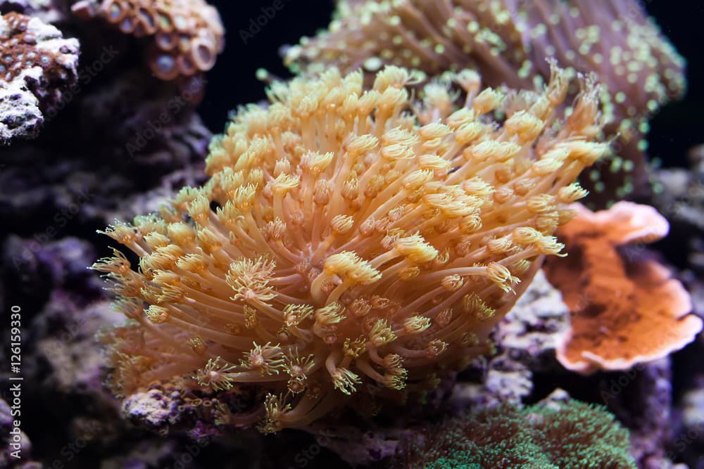 Tropical aquarium with marine invertebrates. Actiniaria. Heteractis malu Radianthus malu. soft focus