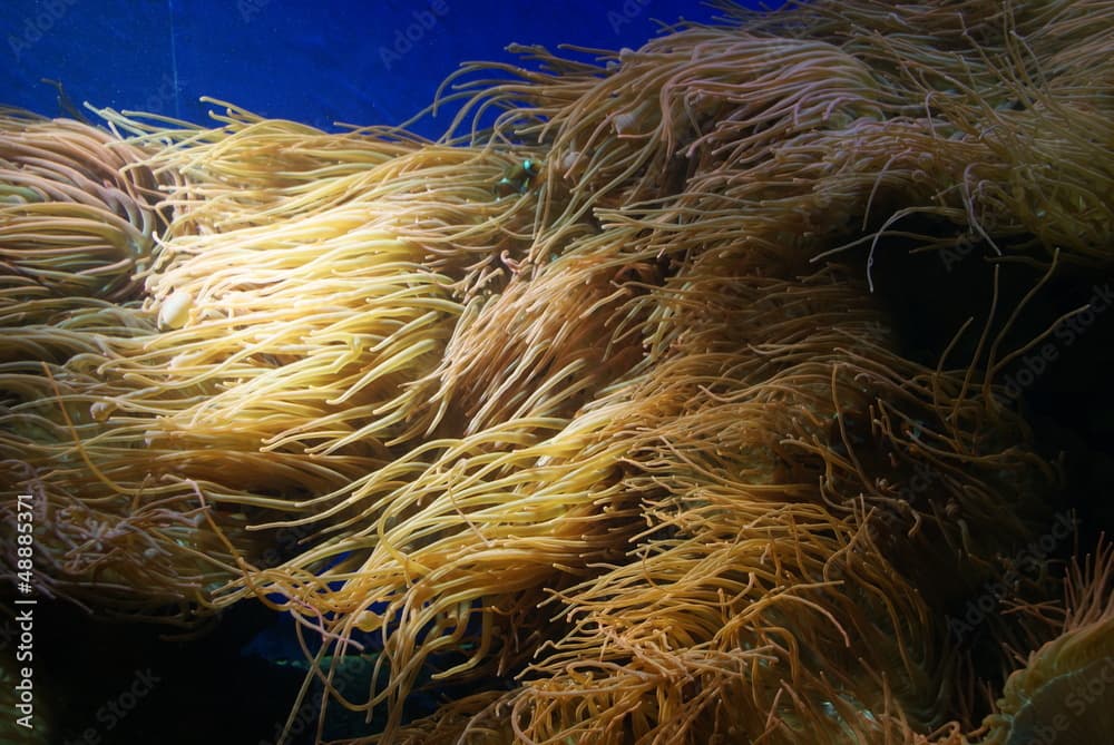 Common Clown Fish and Delicate Sea Anemone