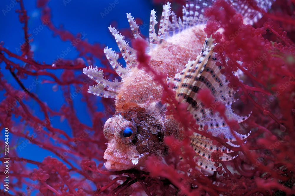 Lionfish (Dendrochirus brachypterus)