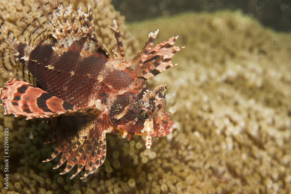 Shortfin lionfish