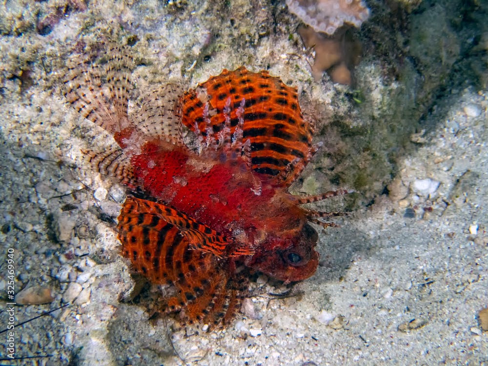 A Shortfin Lionfish (Dendrochirus brachypterus)