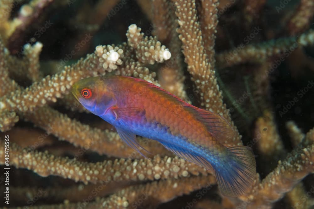 Bluesided wrasse, Cirrhilabrus cyanopleura, Gili Lawa, Indonesia