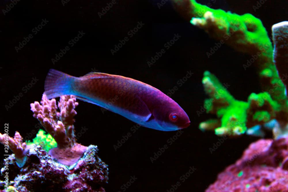 Ruby Head Fairy Wrasse - Cirrhilabrus cyanopleura